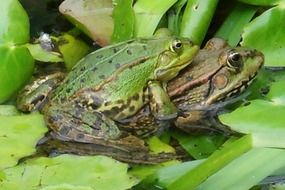 Green frogs in the pond