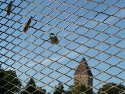 love locks, which hang on the background of goose tower in Ulm