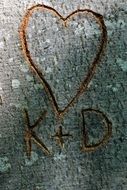 heart and K+d is cut on the tree