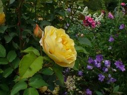 lush yellow rose among other flowers