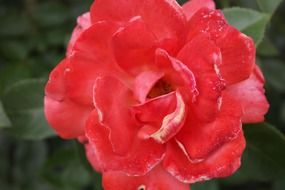 tender garden rose blossom
