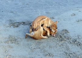 Puppies on the beach in India