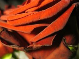 dark red rose petals close