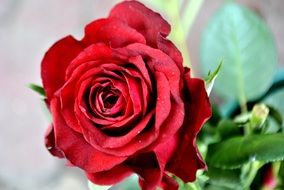 red rose evokes of romance