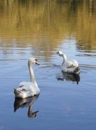 swans birds