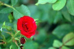 beautiful rose bush