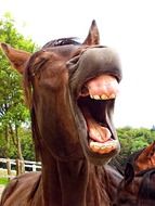 brown horse with wide open mouth