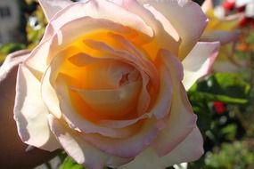 Close up photo of Soft pink rose