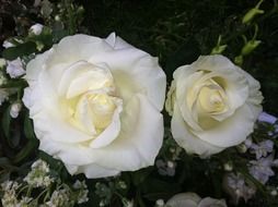 closeup picture of Beautiful White roses in the garden