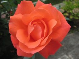 orange rose close-up