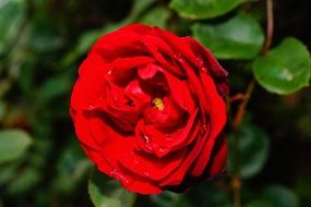 fresh red rose bloom