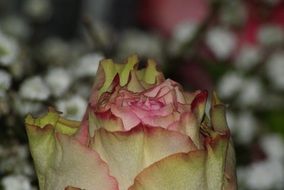 petals of pink rose bud close up