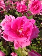 Closeup photo of pink rose flowers