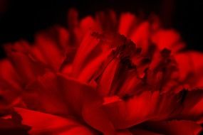 Wild red flowers