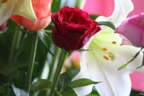 red rose in a bouquet with lilies