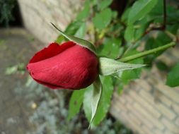 beautiful red rose