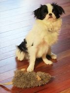 white purebred puppy with black spots