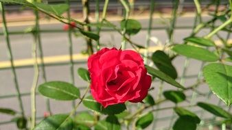 Red rose and green plants