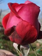 red rose in hand