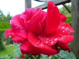 Bud with dew drops in the garden