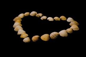 sea shells in the shape of a heart