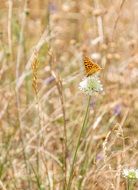 colored butterfly on the meadow