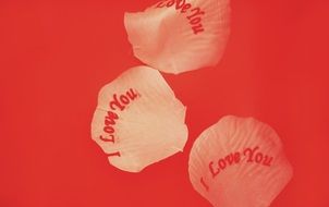 i love you, red lettering on pink rose petals