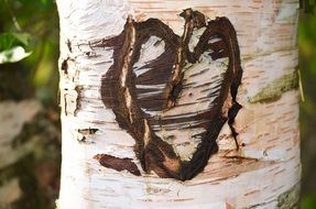 heart on a tree painted with mud