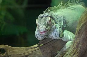 green iguana&#039;s smile