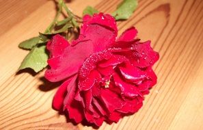 red rose on a stalk on a wooden surface