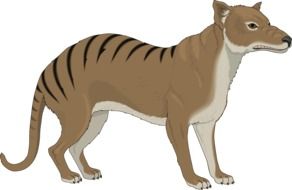 evil animal drawing
