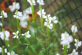 Small white flowers among the garden