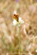 Butterfly on a flower in summer