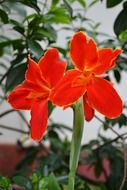 paired red flower in Ceylon