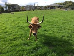 animal with horns in the meadow