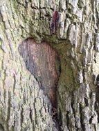 half heart on a tree trunk