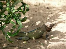 big green iguana on sand, dominican republic