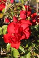 red decoration roses