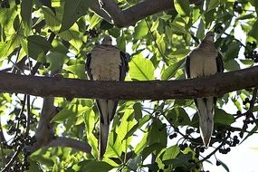 two birds in love on a branch