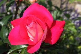 rose blooms