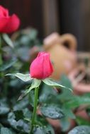 delicate bud of pink garden rose