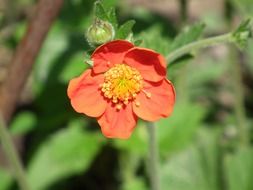 Orange flower in the summer garden closeup