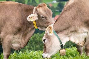 Two cows in the pasture