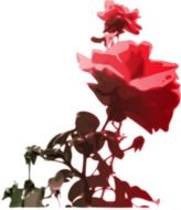 Pink rose blossomes clipart