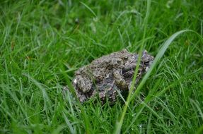 frog among green grass