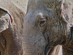 elephant head close up