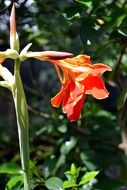 red flower on Sri Lanka