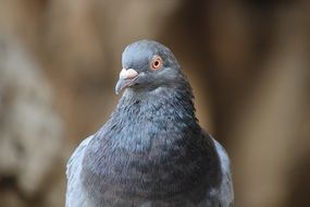 blue dove close up - peace symbol