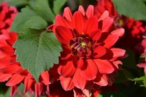 red flowers of love in the garden