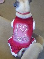 pug loves santa